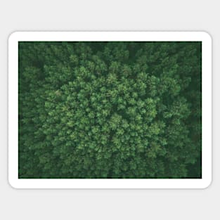 Green pine forest Sticker